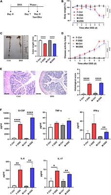 Abdominal Aortic Endothelial Dysfunction Occurs in Female Mice With Dextran Sodium Sulfate-Induced Chronic Colitis Independently of Reactive Oxygen Species Formation